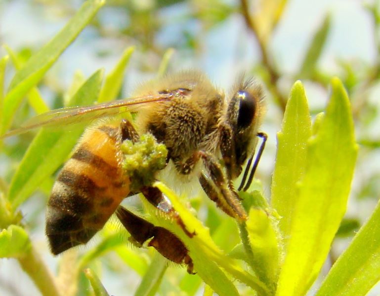 Veneno de Abelha, A "Apitoxina", saiba mais....!